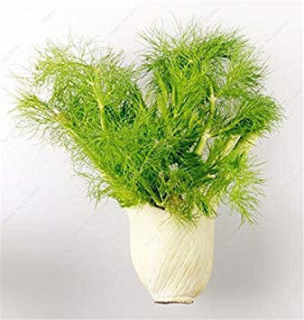 ASTONISH Seeds: 100 Pcs EU Fragrant Bulb Fennel Seeds Organic Vegetable Seeds Angio Plants Flower Seeds sementes de Bonsai