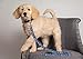 MLB PET Leash, Large, Los Angeles Dodgers Dog Leash, Baseball Team Leash for Dogs & Cats. A Shiny & Colorful Dog & Cat Leash with Emboridered Team Name/Logo Licensed by the MLB