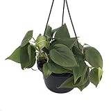 Heart Leaf Philodendron - Easiest House Plant to Grow - 6" Hanging Basket