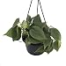 Heart Leaf Philodendron - Easiest House Plant to Grow - 6" Hanging Basket