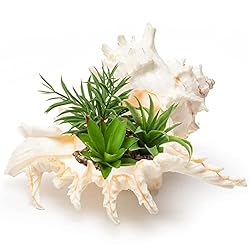 Giant Natural Conch Shell, Murex Ramosus Shell