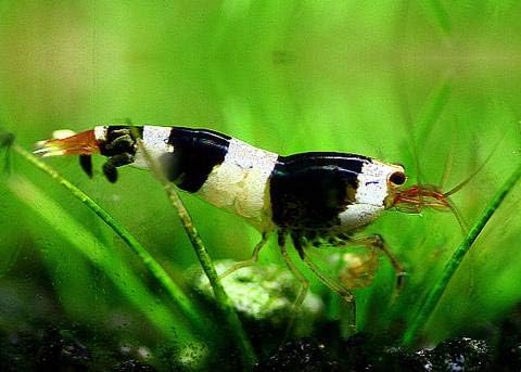 SHRIMPBROCO 1 Crystal Black Shrimp Live Freshwater Aquarium Shrimp 0.5-1.0 inch