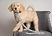 NCAA PET Leash, Large, Michigan State Spartans, Dog Leash, Shiny & Colorful Leash for Dogs & Cats Licensed by The NCAA
