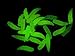 100X 1.7cm 0.13g Glow maggot Grub Soft Lure Baits Worms Shrimps Fishing Lures
