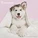Rachael Hale Dogs Wall Calendar (2017)
