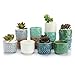 T4U 2.5 Inch Ceramic Succulent Planter Pots with Drainage Hole Owl Set of 12, Small Ice Crack Glaze Porcelain Cactus Plant Holder Container Gift for Mom Sister for Home Office Desk Garden Decoration