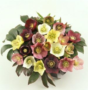 Amazon Com Helleborus Orientalis Hybrids 100 Seeds Home Kitchen