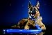 Premium LED Reflective Dog Leash, USB Rechargeable, Available in 6 Colors (Electric Blue)