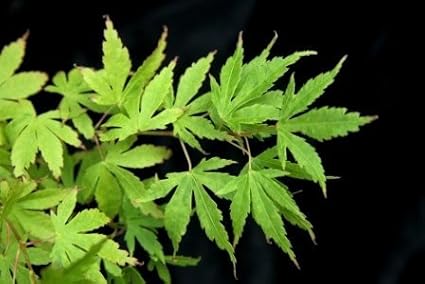 Amazon Com Tiny Leaf Mini Mondo Japanese Maple 3 Year Live Plant Toys Games