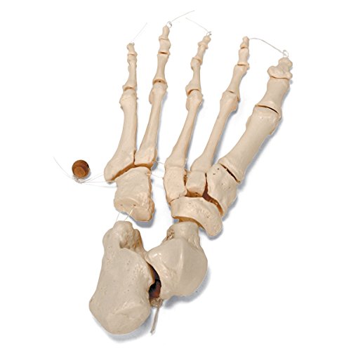 3B Scientific A04/1 Disarticulated Half Skeleton w/ loose hand/foot - 3B Smart Anatomy