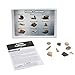 Educational Insights Fossil Collection, Ages 8 and up, (9 Pieces with Storage Tray)