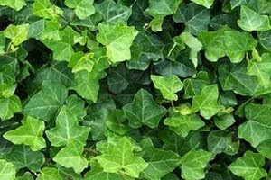 3 English Ivy Plants 3 Plants in 4 inch Pots Great Ground Cover!
