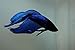 Betta Splendens Siamese Male Fighting Fish - Assorted Colors | Live Tropical Aquarium Fish