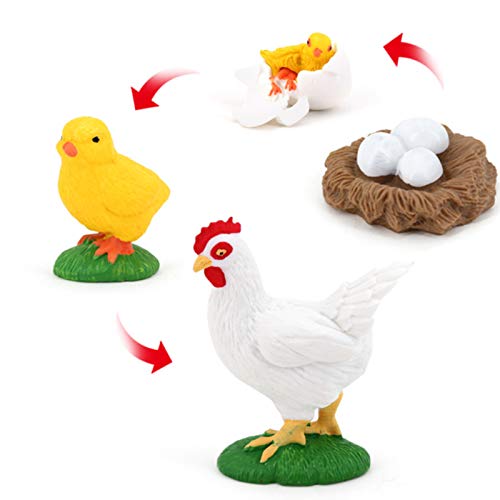 Hen Growth Cycle, Animal Growth Cycle Biological Model , Growth Stage