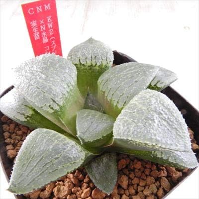 Amazon Co Jp 多肉植物 Niハオルチア Kw2 スプリング交配種 N水晶コンプト 実生苗 多肉植物 カクタスニシさん苗 ハオルチア 1010 62 現品販売 7 5cmポット ホーム キッチン