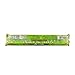 Sour Punch Straws, Sweet & Sour Apple Fruit Flavor, Soft Chewy Candy, 2oz Tray (24 Pack)