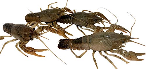 Toledo Goldfish Live Crayfish for Koi Ponds, Goldfish Aquariums or Tanks – Live Crawdads – Born and Raised in The USA – Live Arrival Guarantee (10 Count)