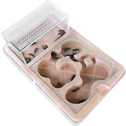 PLAFUETO Large Ant Farm Box Ant Home for Kids Study of Ant Ant Nest Farm Educational Formicarium for Ant