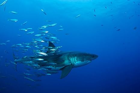 Amazon トッド ウィナーによる男のグレートホワイトシャークと餌魚グアダルーペ島メキシコポスタープリント 17 X 11 アートフレーム ポスター オンライン通販 Amazon トッド ウィナーによる男のグレートホワイトシャークと餌魚グアダルーペ島メキシコポスタープリント 17 X 11 アートフレーム ポスター オンライン通販