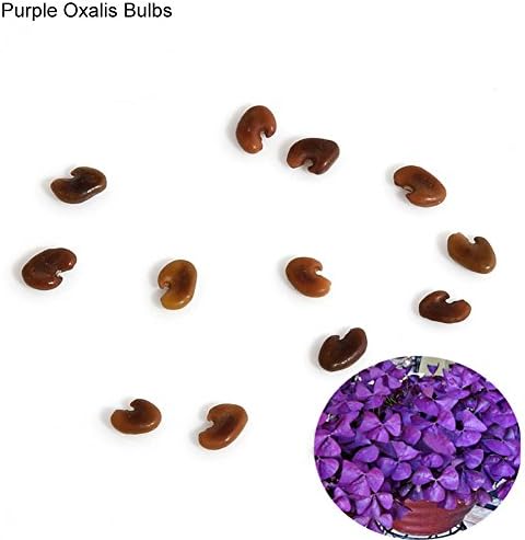 10 Pcs Shamrock Oxalis Triangularis Bulbs Easy to Plant Leaf Flower Seeds - Purple Oxalis Bulbs