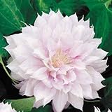 10 Belle of Woking Clematis Seeds