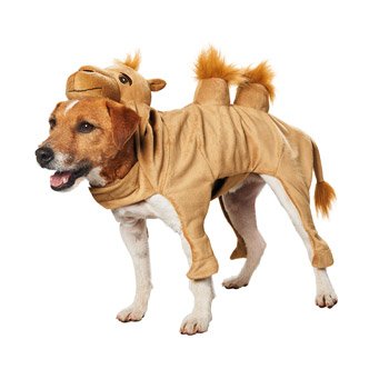 Petco Halloween Camel Dog Costume, X-Small