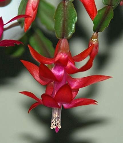 Everyday Yolo Live Rare Red Christmas Cactus Plant Zygocactus Indoor House Starter Plant