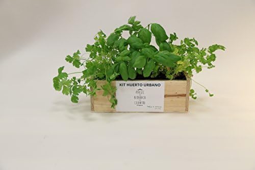 Kit de Huerto Urbano: Perejil, Albahaca y Cilantro: Amazon.es: Jardín