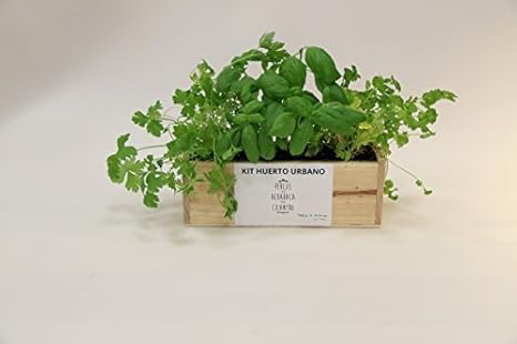 Kit de Huerto Urbano: Perejil, Albahaca y Cilantro: Amazon.es: Jardín