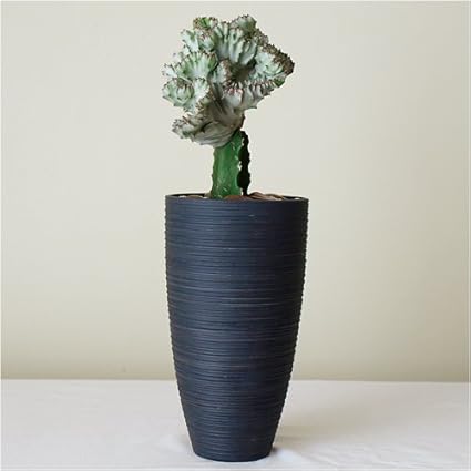 Amazon Solxsol 多肉植物 手彫りの器ロング 黒 マハラジャ A 器のサイズ 幅140 奥行140 高さ250 Mm 多肉植物専門ストアsolxsol 観葉植物 Amazon Solxsol 多肉植物 手彫りの器ロング 黒 マハラジャ A 器のサイズ 幅140 奥行140 高さ250 Mm 多肉植物専門ストアsolxsol 観葉植物