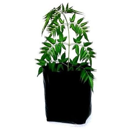 PLANT CARE Nursery Bags Plastic Poly Grow Bag Plant Bag Black UV Protected - 4 X 4 inch Extra Small Size foe Seed Grow (4 inch Width Unfolded Empty Bags X 4 inch Height) (50)