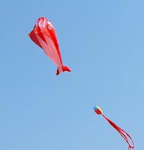 Amazon.com: Hivel 3D Frameless Dolphin Kite Skeleton Free
