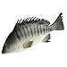 Hagao Artificial Fish Gray Snapper Simulation Fish Decoration Fake Toy Model Playset Sea Creatures Lifelike Stick to Fish Tank for Home Party Christmas Display 9.5