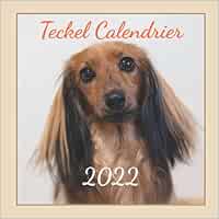 Calendrier Teckel 2023 Teckel Calendrier 2022: Restez Au Top De Votre Vie: Calendrier De 18 Mois  De Décembre 2021 À Mai 2023 Pour Les Amoureux Des Chiens [Cover Design:  Lady: Size 8.5X8.5: Glossy] : Design, Simplicity: Amazon.es: Libros