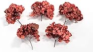 Preserved Colombian Hydrangea 5-Branch Set (Real Dried Flowers) – Rasberry Red