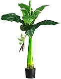 Banana Tree
