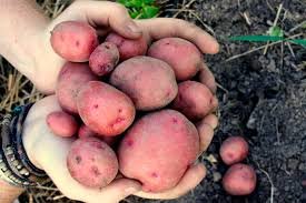 Simply Seed - 5 LB - Red Pontiac Potato Seed - Non GMO - Organic Grown - Order Now for Fall Planting