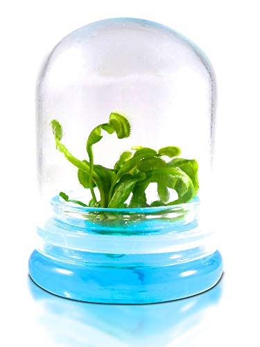 Venus FLY Trap, Fly Trap Carnivorous Plant, a FUN & Live Gift! - //medicalbooks.filipinodoctors.org