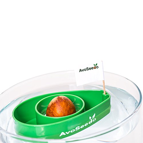 AvoSeedo Bowl Grow Your Own Avocado Tree, Evergreen, Perfect Avocado Tree Growing Kit for Every Avocado Lover Green Patio, Lawn & Garden, Gardening & Lawn Care, Pots, Planters & Container Accessories, Plant Container Accessories