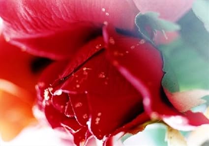 Amazon 蜷川実花 永遠の花 ポストカード No 4 文房具 オフィス用品 文房具 オフィス用品