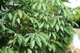 5 Fresh Cassava Tree Seeds Generic - Premium Bonsai for Outdoor Gardens, Fast Germination Mix