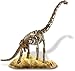 Edu-Toys Brachiosaurus Skeleton Model Kit| Assemble and Display | Start your own Dinosuar Museum | True To Life Skeleton