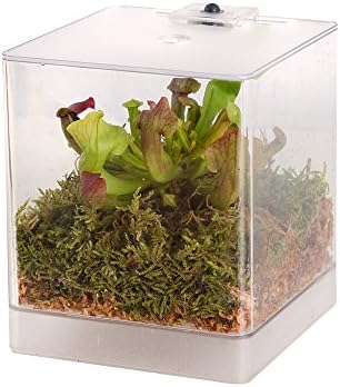 Swampworld Mini Terrarium - LED Light - Carnivorous Plant - Trumpet Pitcher Plant