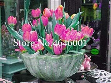 Amazon Co Jp 100個のチューリップ チューリップ球根ない 水耕多年生庭アイスクリームチューリップ ディディエのチューリップの庭の装飾花 16 ホーム キッチン