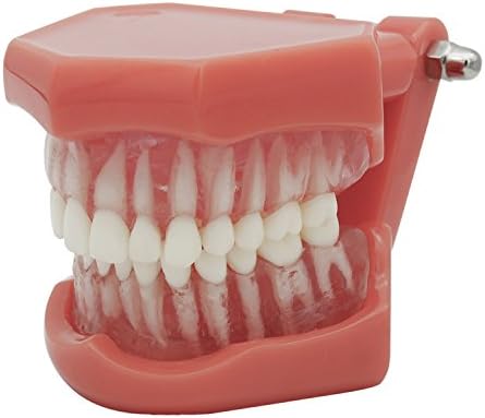 Dental Teeth Model Standard 28 Removable Teeth Adult for Studying and Teaching