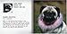 Pug Mugs: Good Pugs Gone Bad