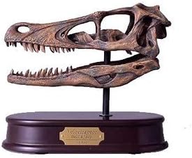 Dinostoreus Velociraptor Skull, Dinosaur Polystone Statue, Scale 1/1