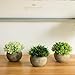 THE BLOOM TIMES 2 Pcs Fake Plants for Bathroom/Home Office Decor, Small Artificial Faux Greenery for House Decorations (Potted Plants)