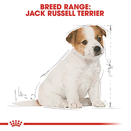 royal canin jack russell