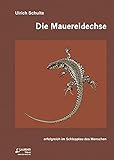 Die Zauneidechse: zwischen Licht und Schatten Zeitschrift für ...